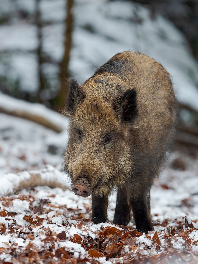 Wild boar during winter in high forest Bavarian Forest National Park Germany-Bavaria